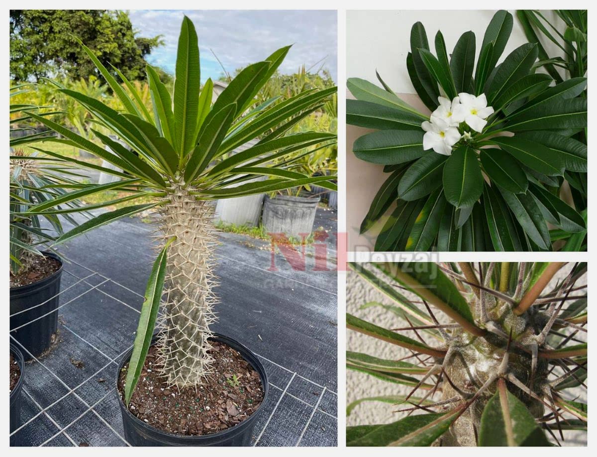 Pachypodium lamerei / Madagaskar Palmiyesi