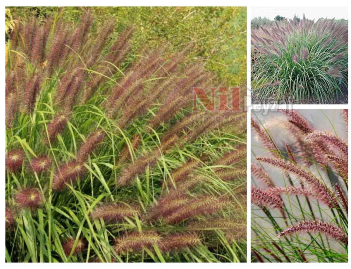 Pennisetum alopecuroides / Çeşme Otu