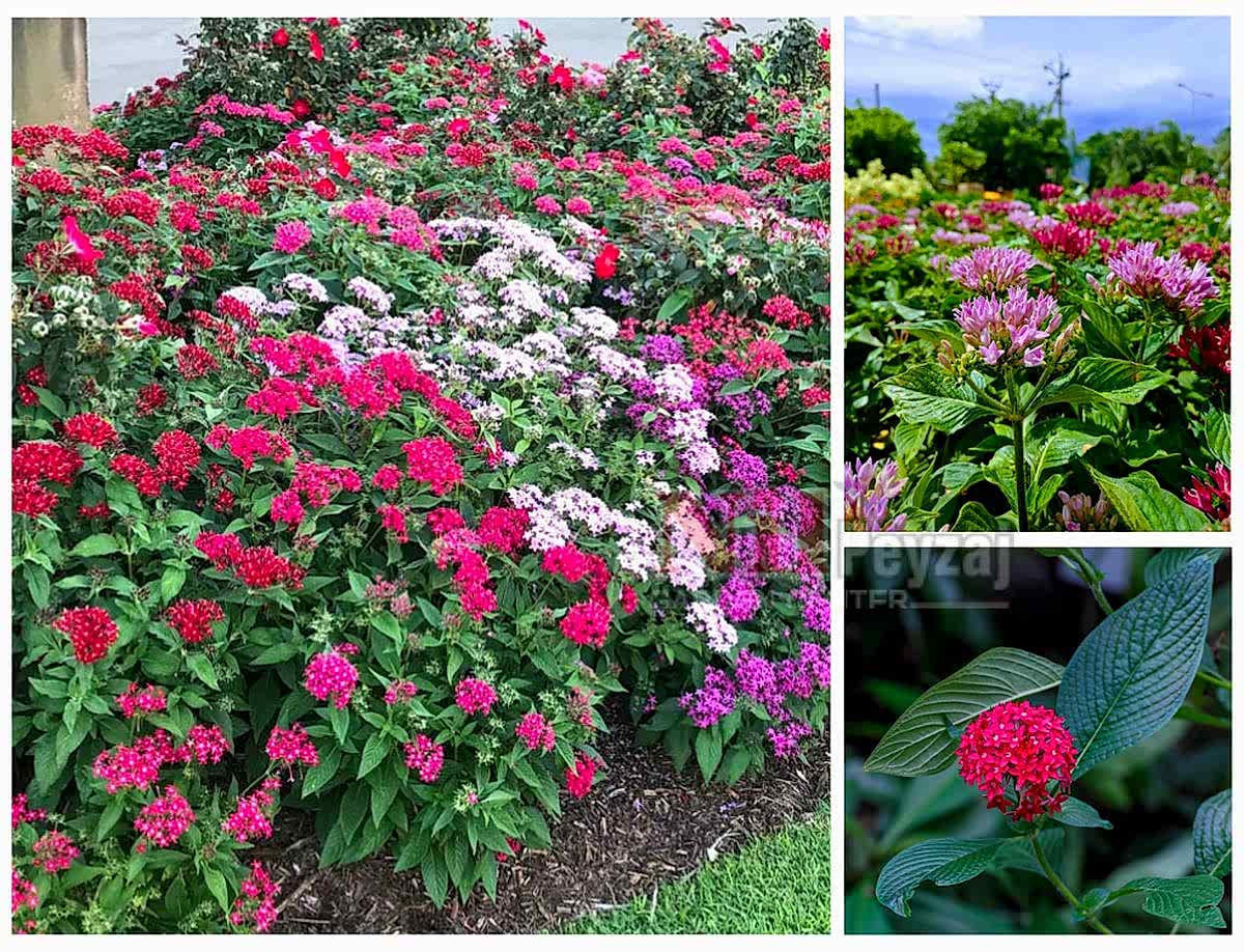 Pentas Lanceolata / Beşiz Çiçeği