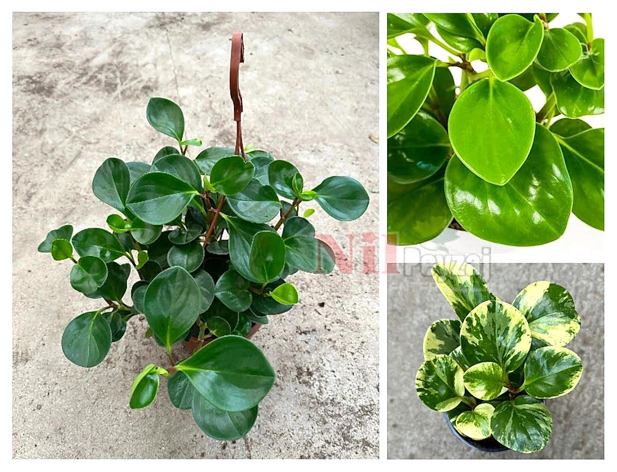 Peperomia obtusifolia / Zümrüt Dalgası