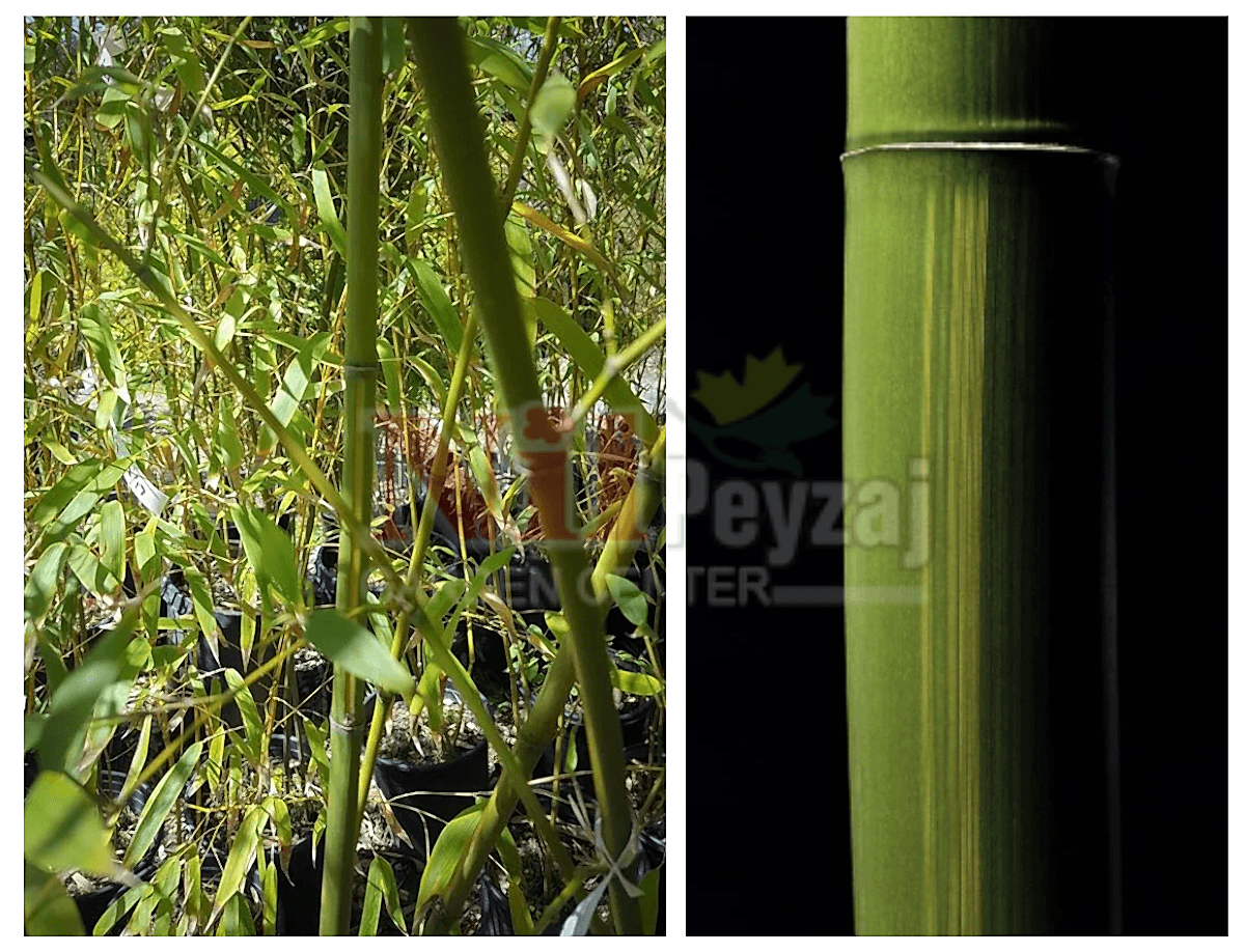 Phyllostachys viridis ‘Houzeau’