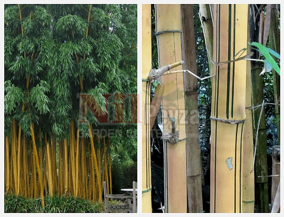 Phyllostachys viridis ‘Robert Young’