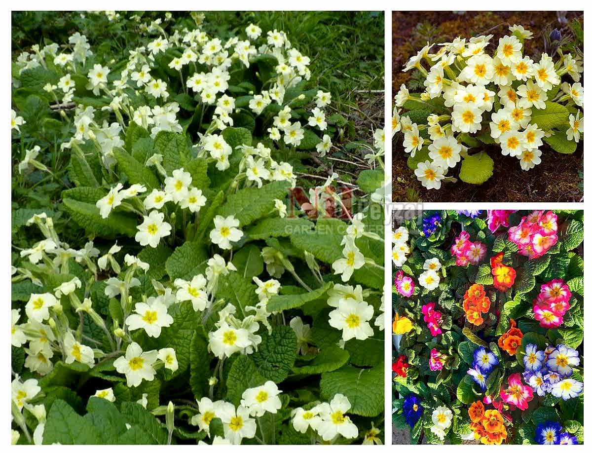 Primula vulgaris / Çuha Çiçeği