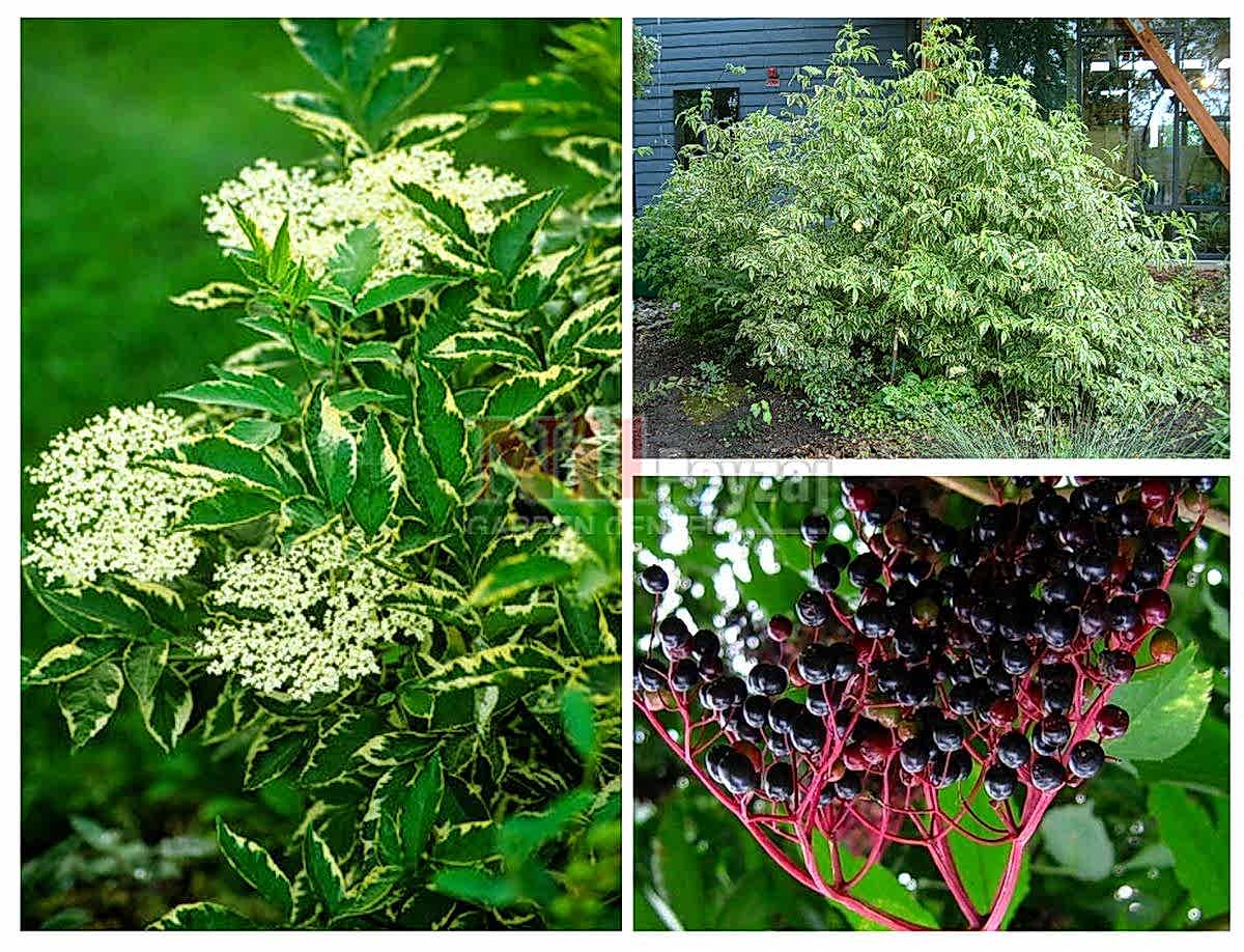 Sambucus nigra variegata / Alacalı Mürver