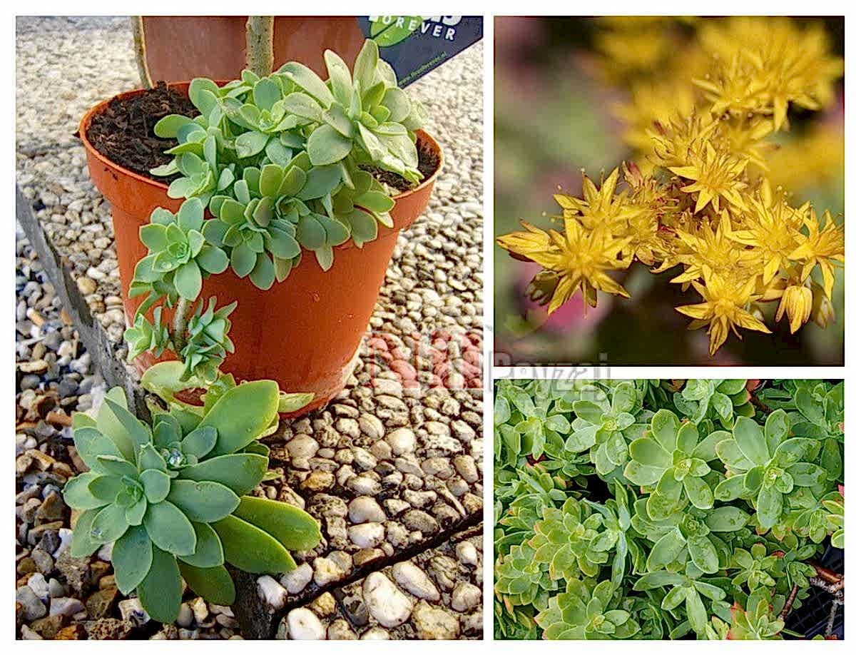 Sedum palmeri