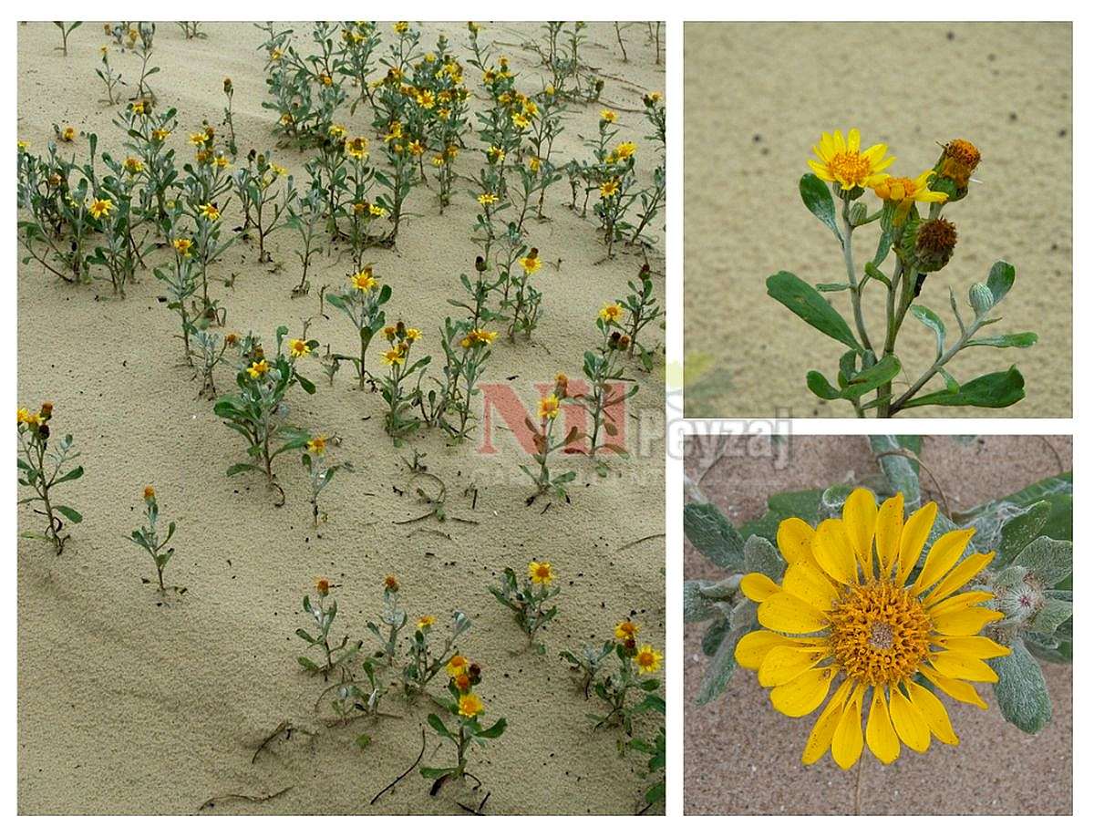 Senecio crassiflorus