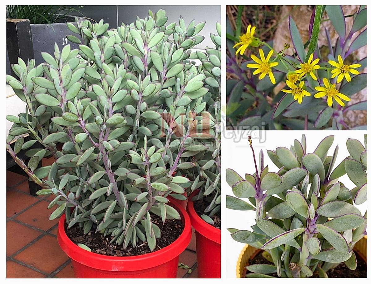 Senecio crassissimus