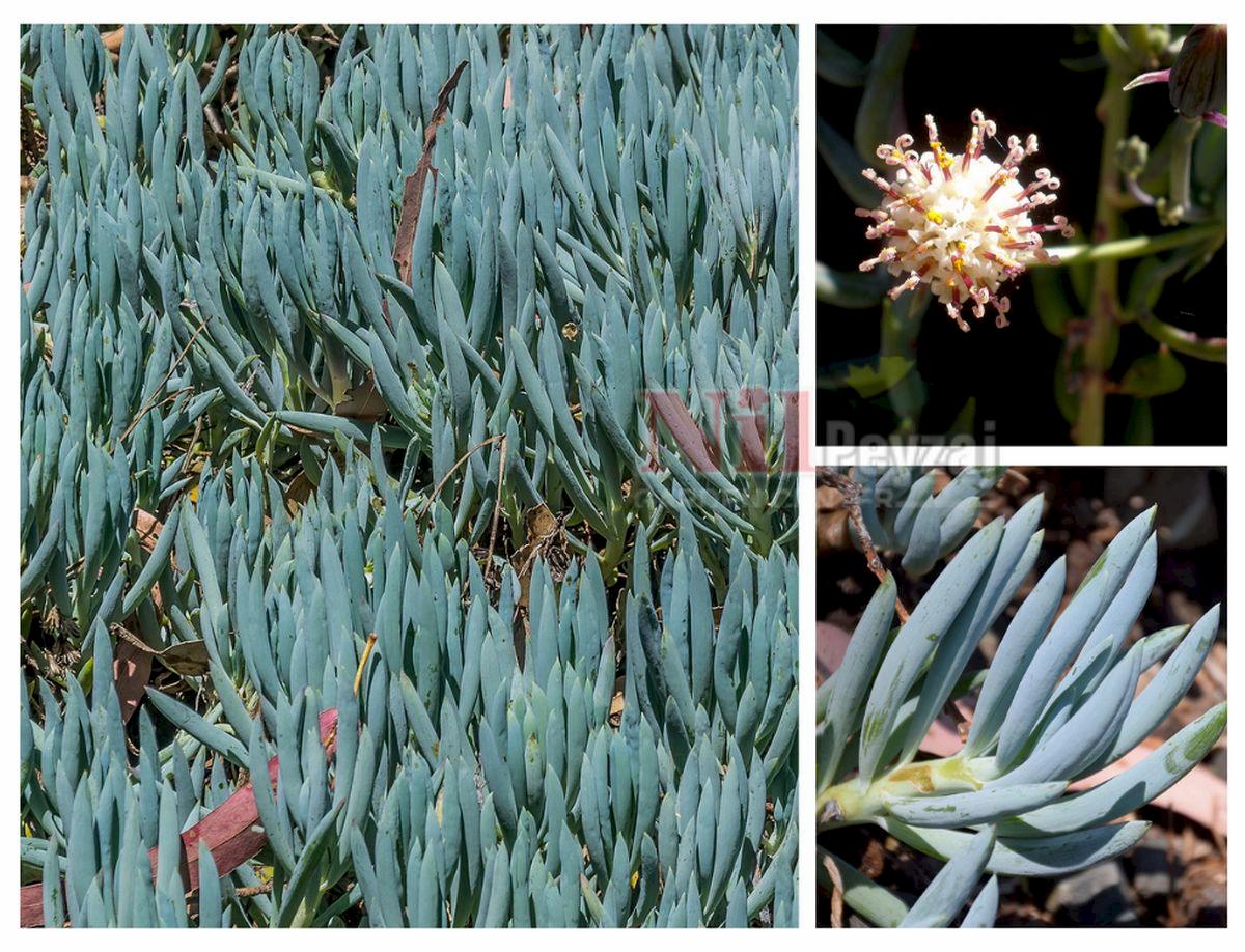 Senecio serpens