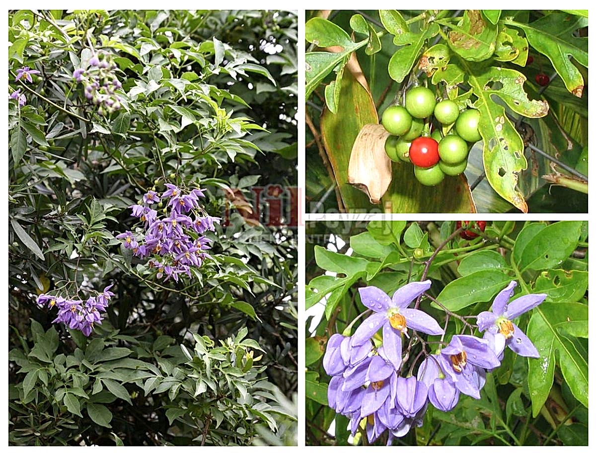 Solanum seaforthianum