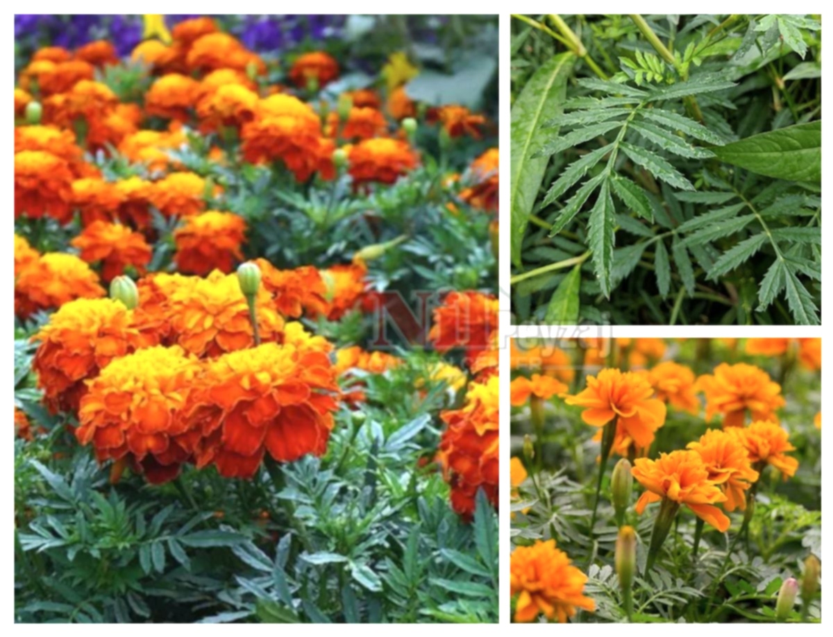 Tagetes erecta / Kadife Çiçeği