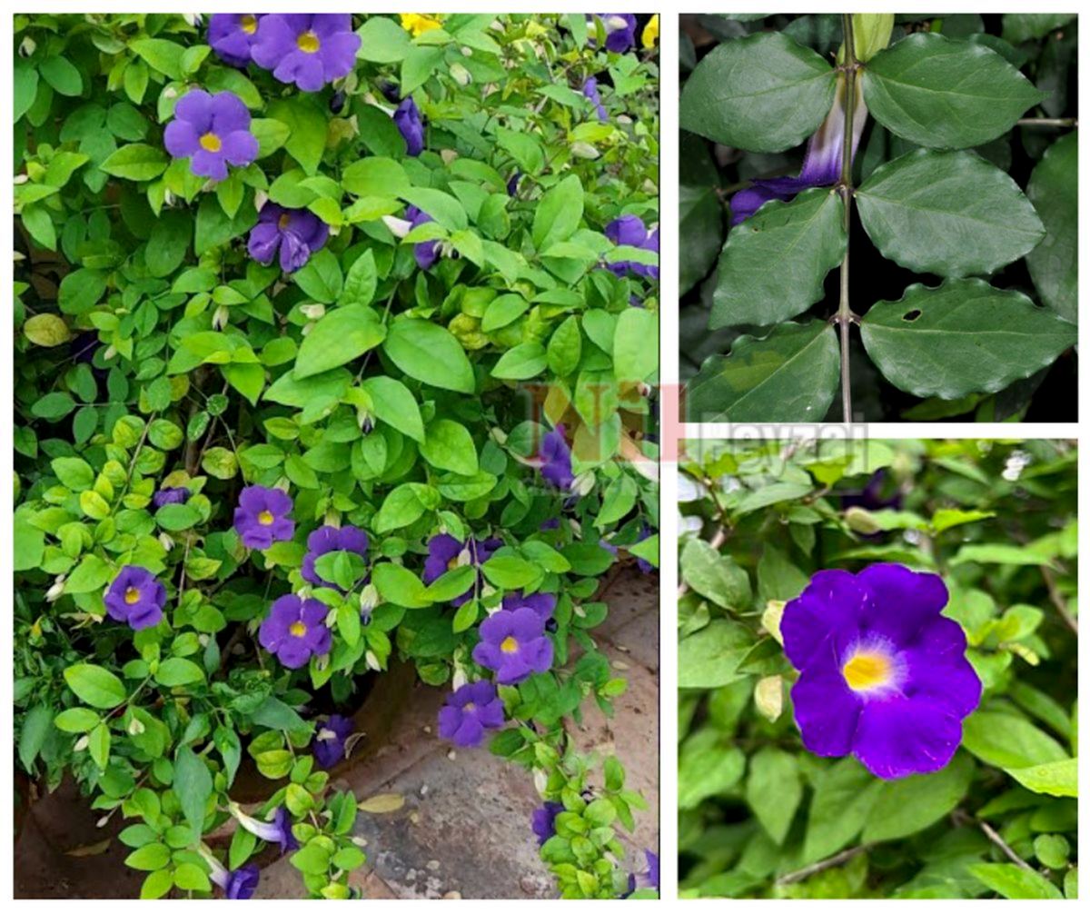 Thunbergia erecta