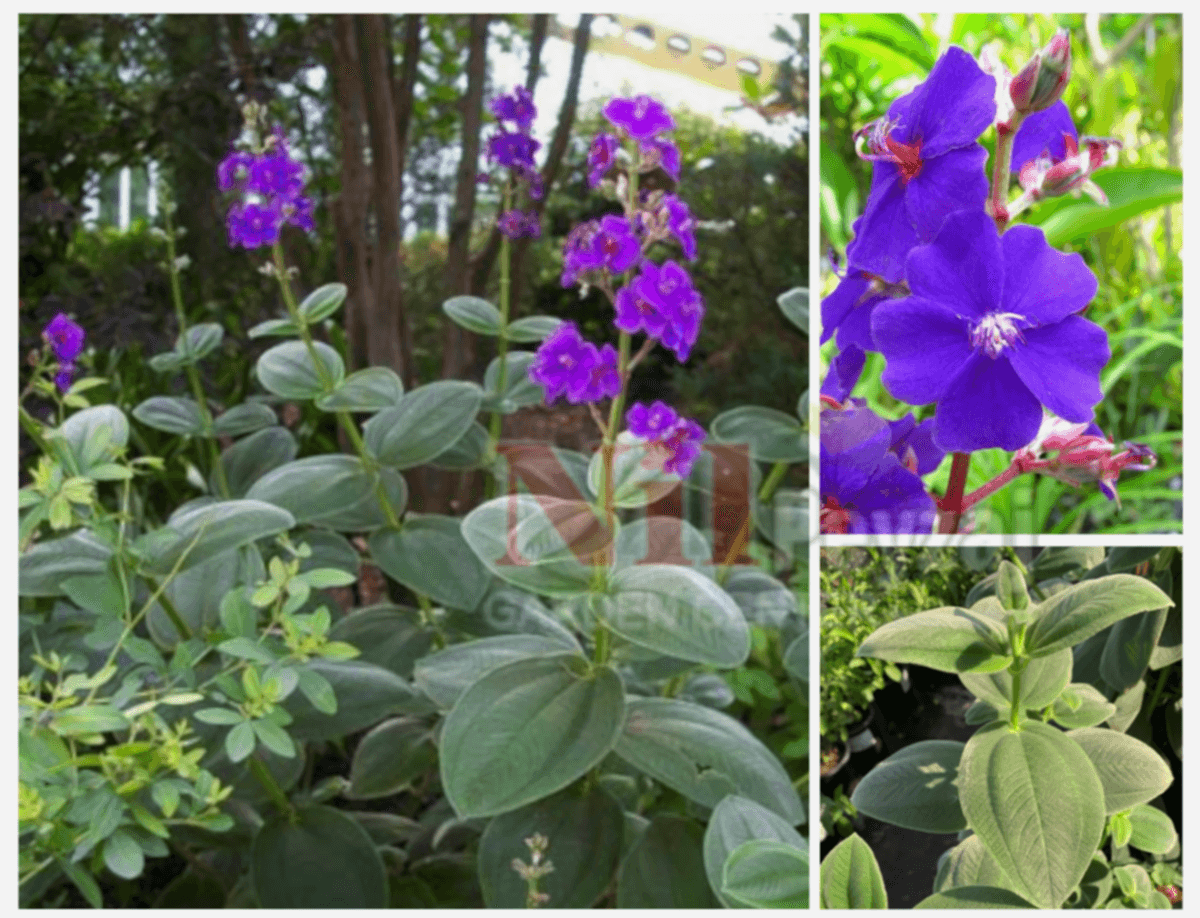 Tibouchina multiflora / Mor Çiçekli Tiboçina