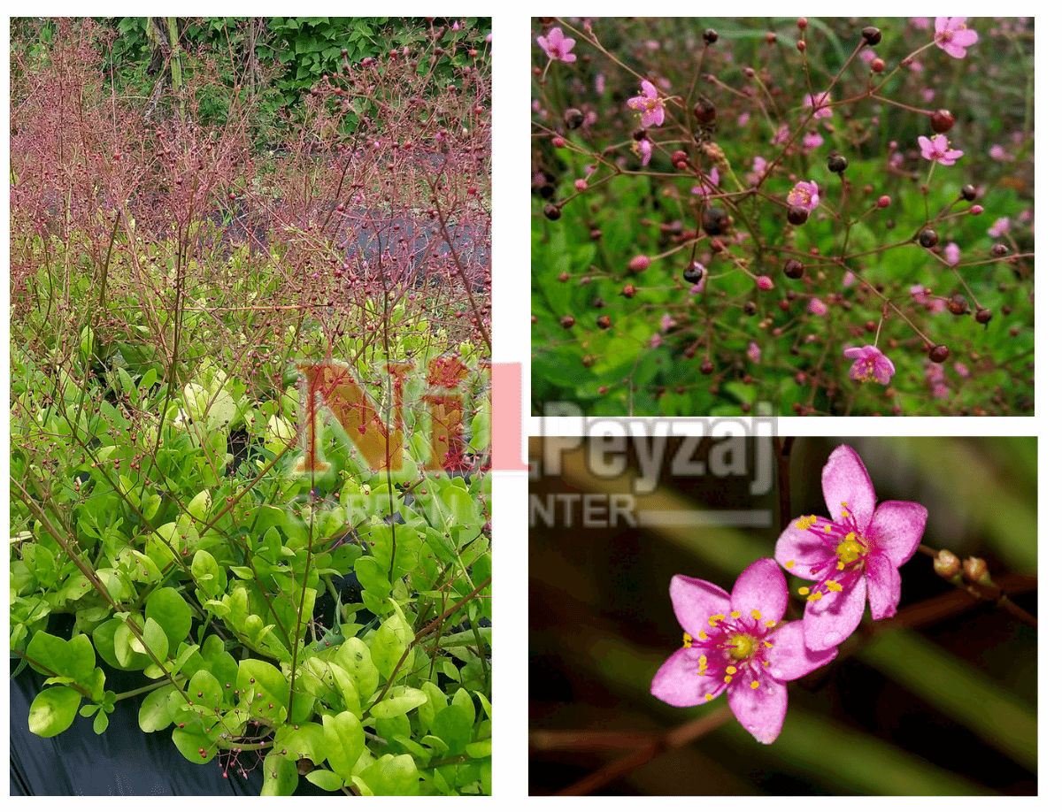 Talinum paniculatum / Kelebek Çalısı