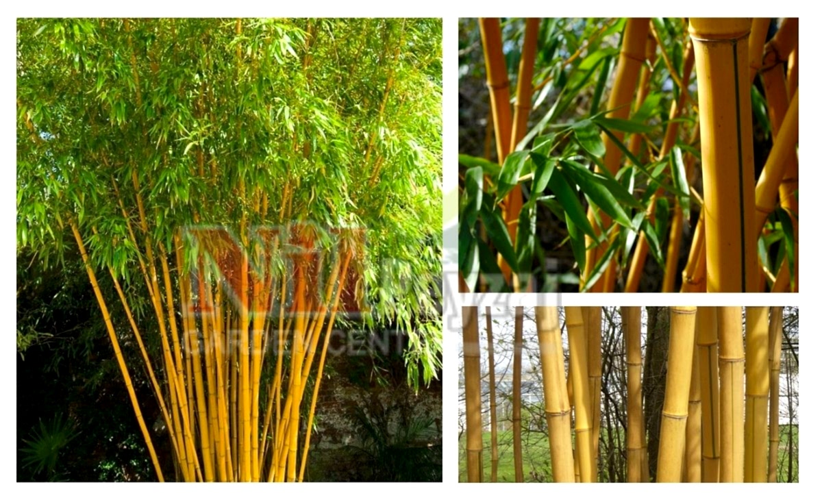 Phyllostachys vivax