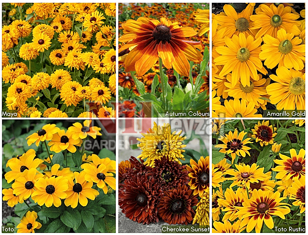 Rudbeckia hirta / Güneş Şapkası