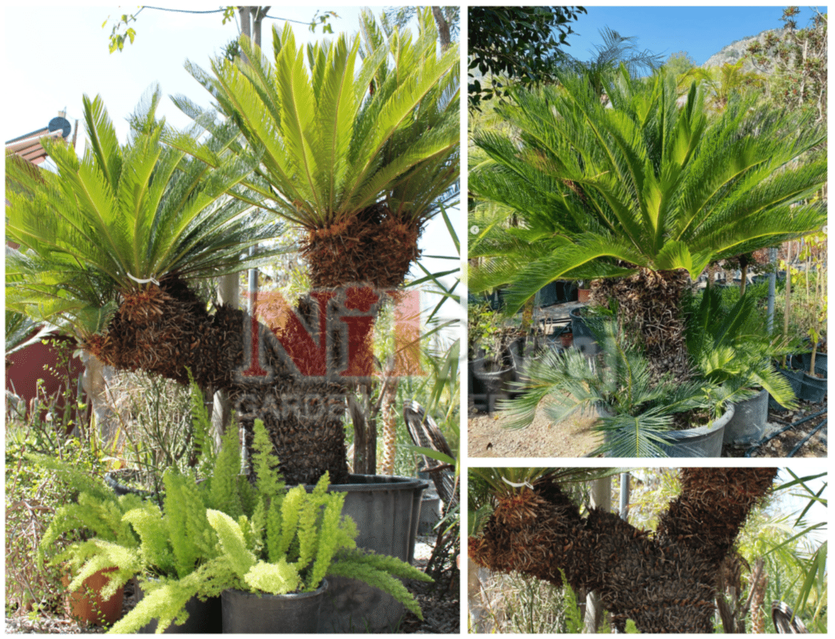 Cycas Revoluta / Japon Sikas