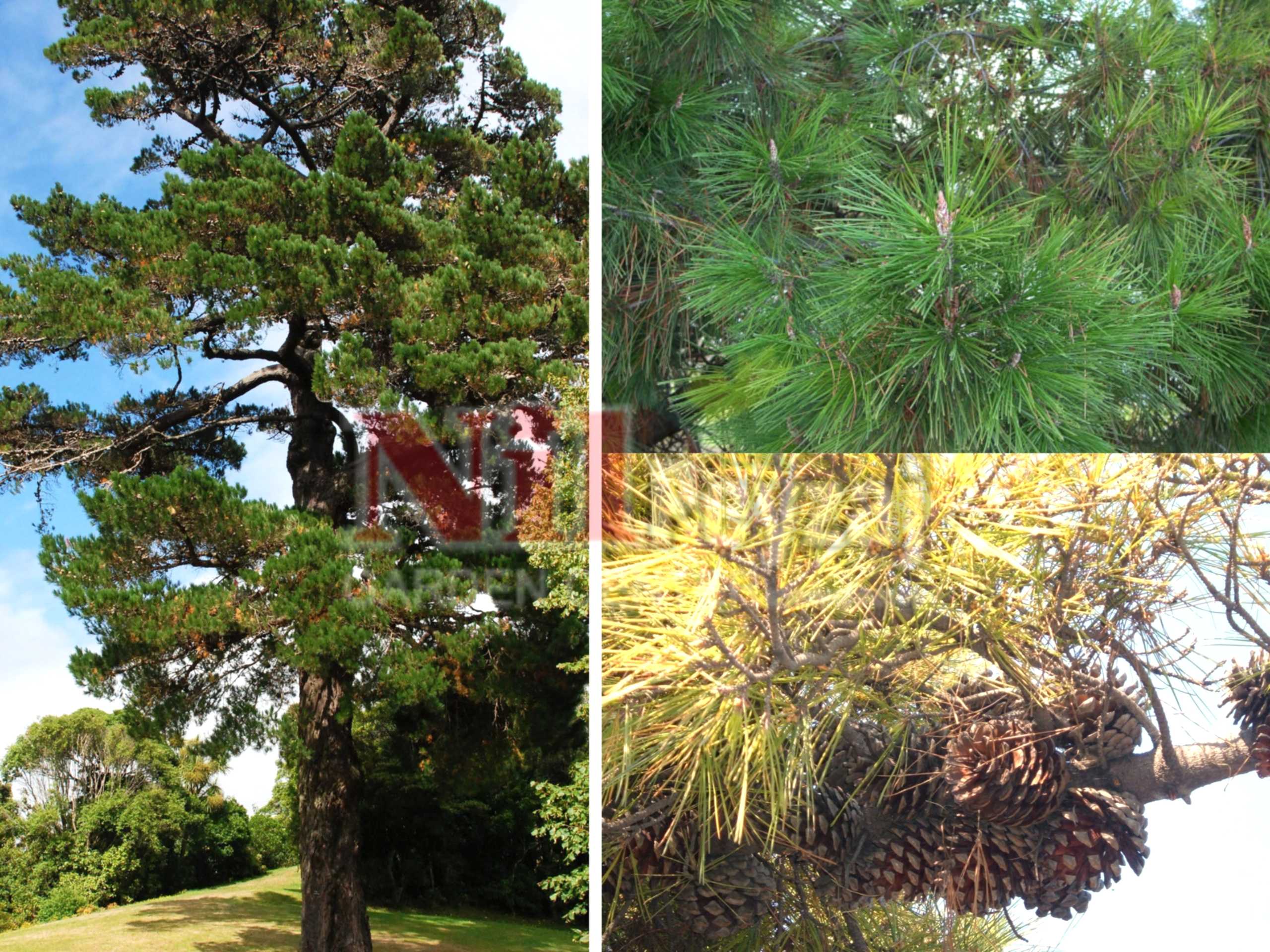 Pinus radiata / Monteri Çamı