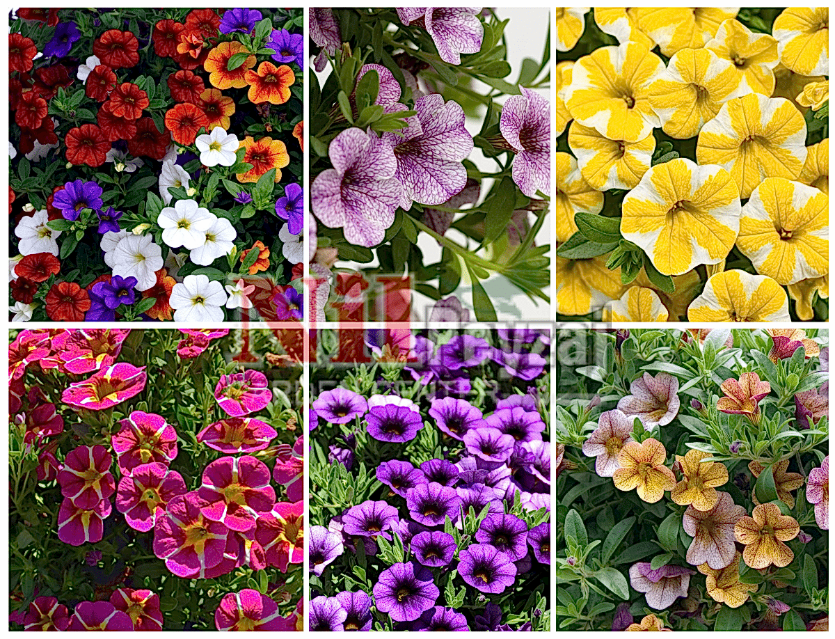 Calibrachoa cultivars / Milyon Çanlar Çiçeği