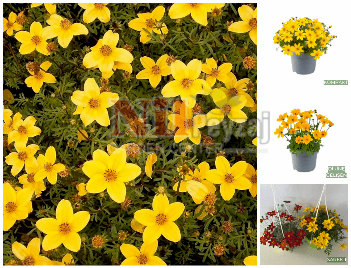 Bidens ferulifolia / Sarı Kadife Çiçeği