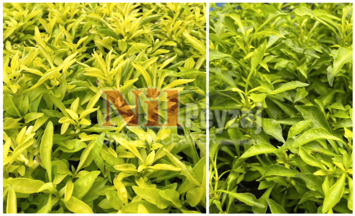 Alternanthera bettzickiana ‘Ariba Yellow Green’