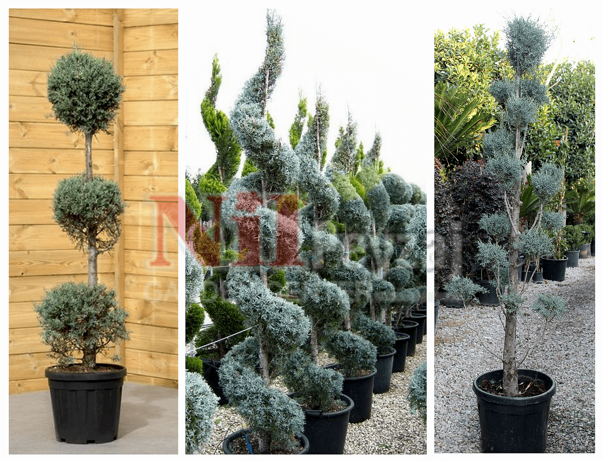 Cupressus arizonica – Mavi Servi