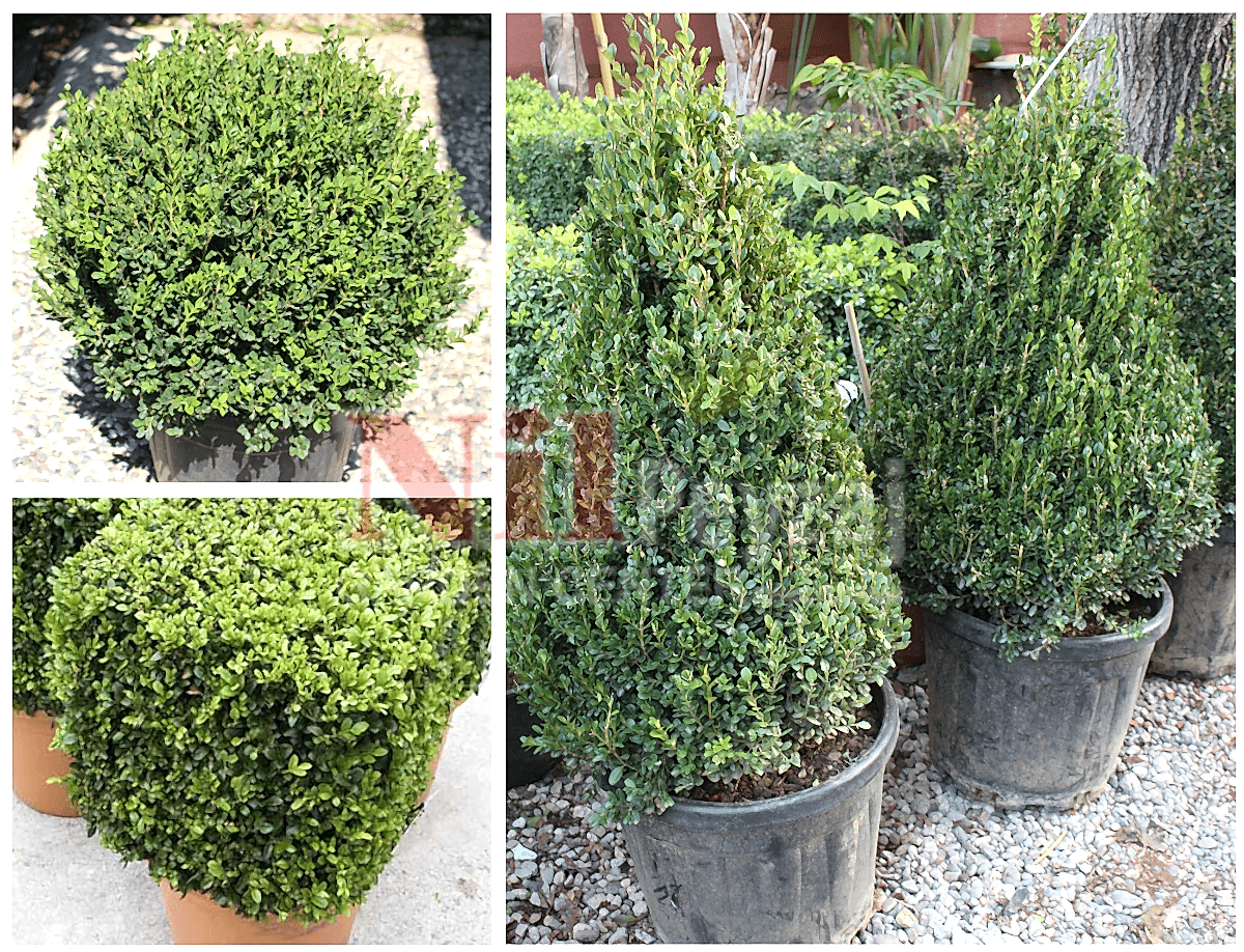 Buxus microphylla faulkner / Şimşir