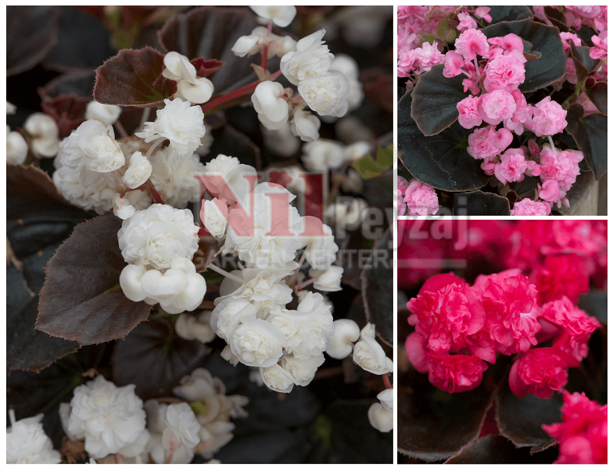 Begonia x semperflorens ‘Doublet’ / Katmerli Çiçekli Begonya