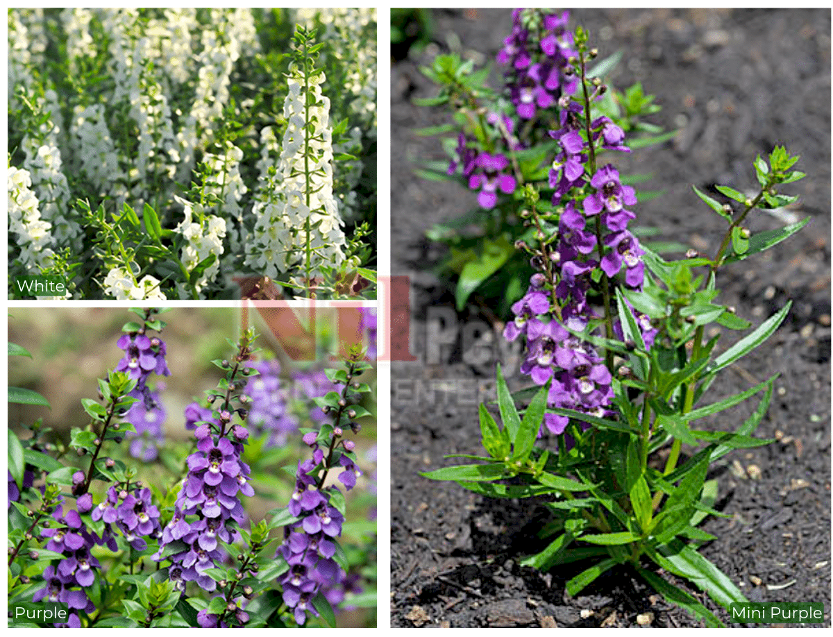 Angelonia x gardneri ‘Adessa’ / Aslanağzı