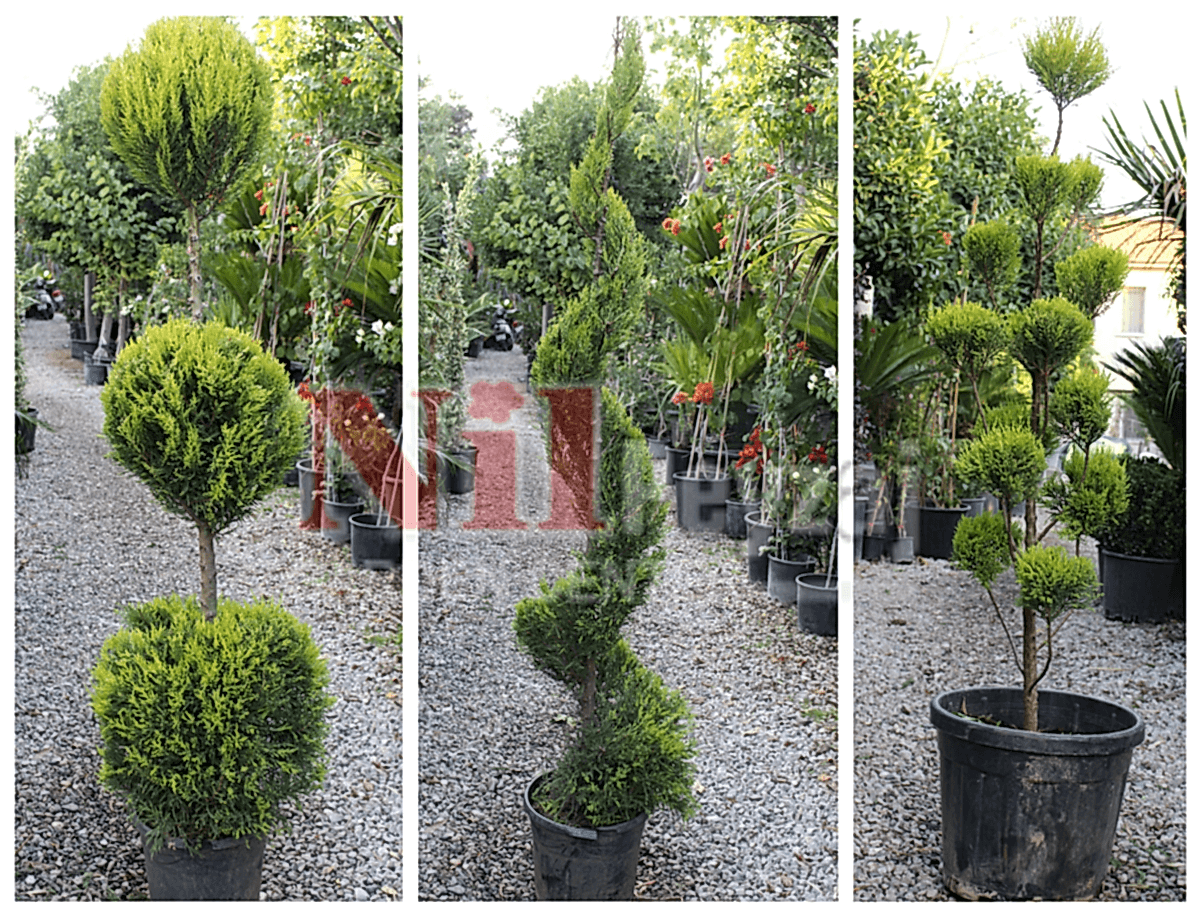 Cupressus macrocarpa ‘Goldcrest’ – Limoni Servi