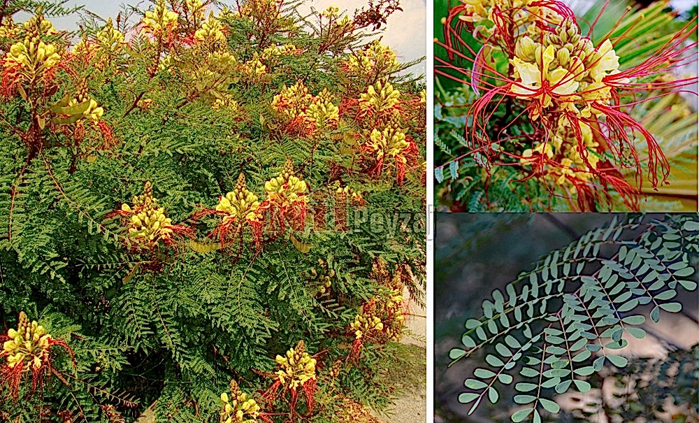 Caesalpinia gilliesii