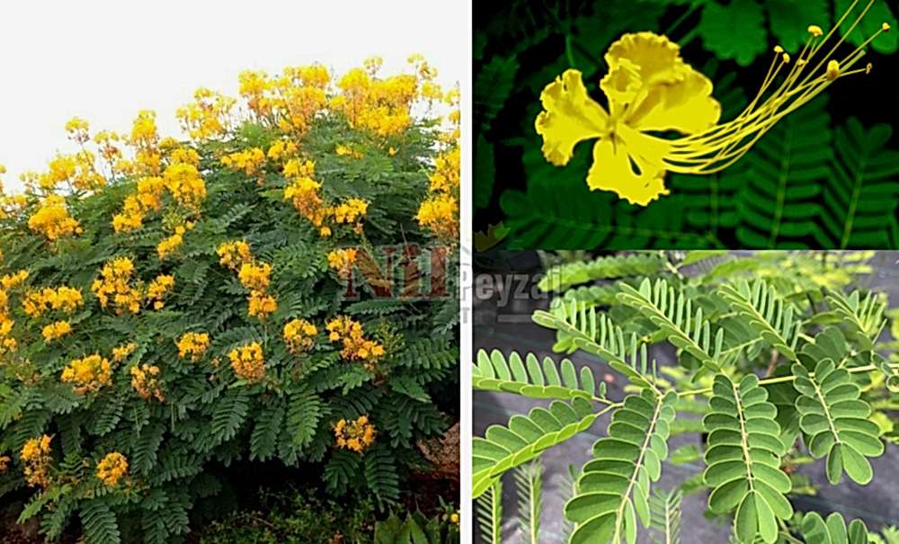 Caesalpinia pulcherrime /yellow