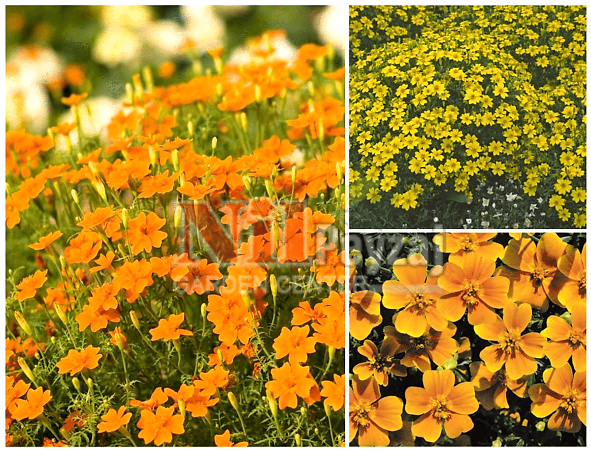 Tagetes tenuifolia ‘Luna’ / Kokulu Kadife Çiçeği