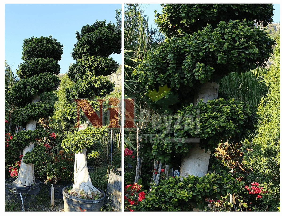 Ficus macro bonsai