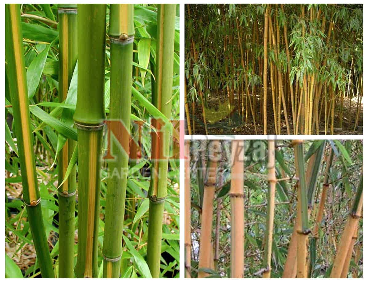 Phyllostachus bambusoides ‘Castillonis’