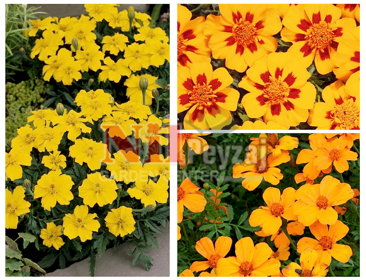 Tagetes patula ‘Disco’