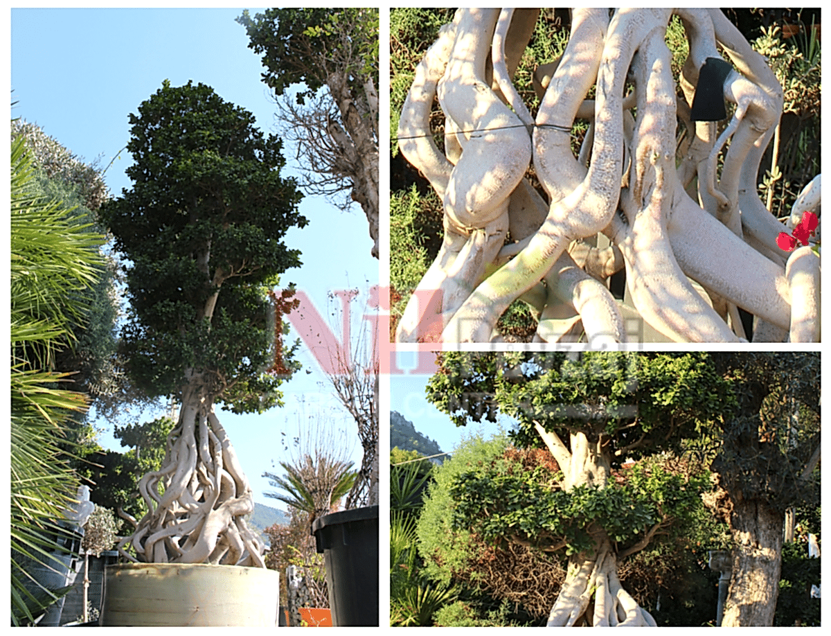 Ficus macro bonsai