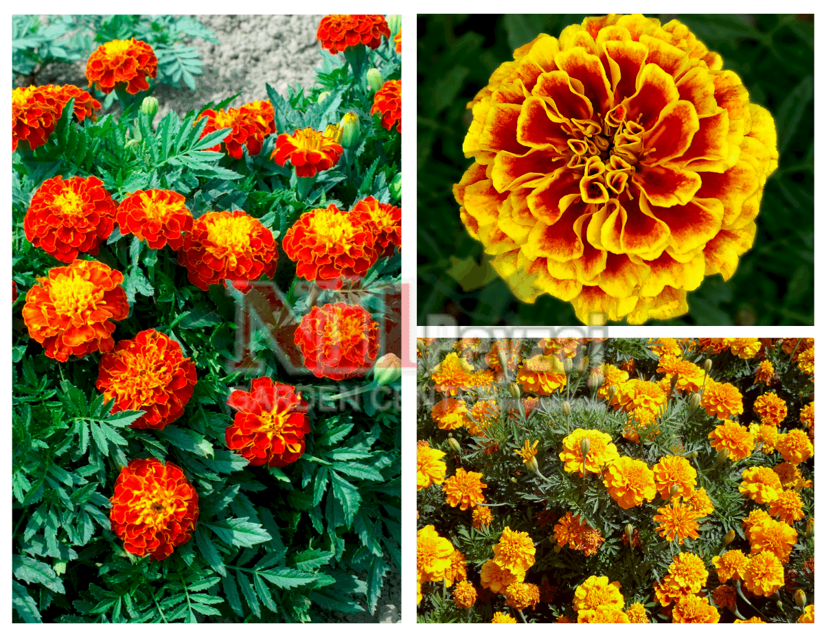 Tagetes patula