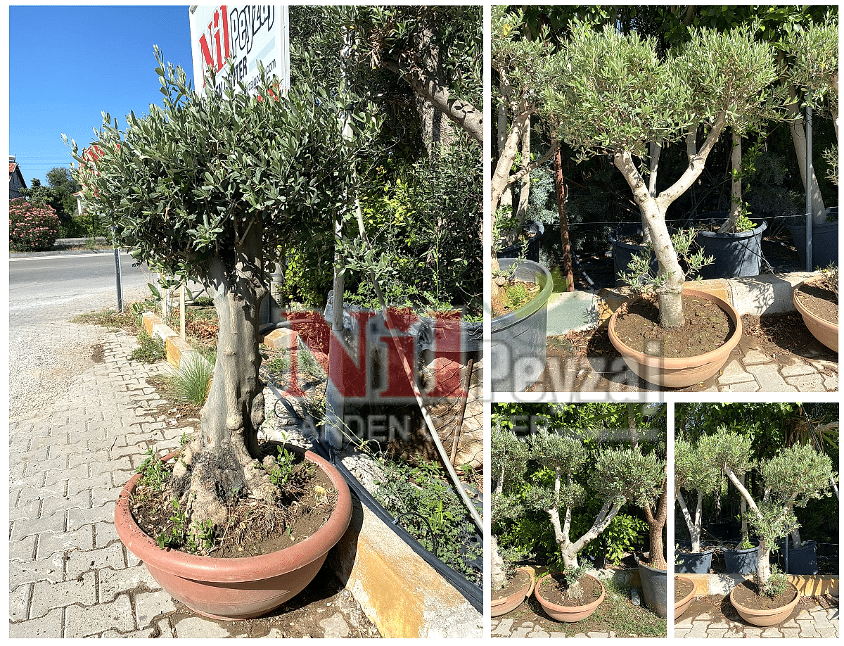 Olea europea / Zeytin Bonsai