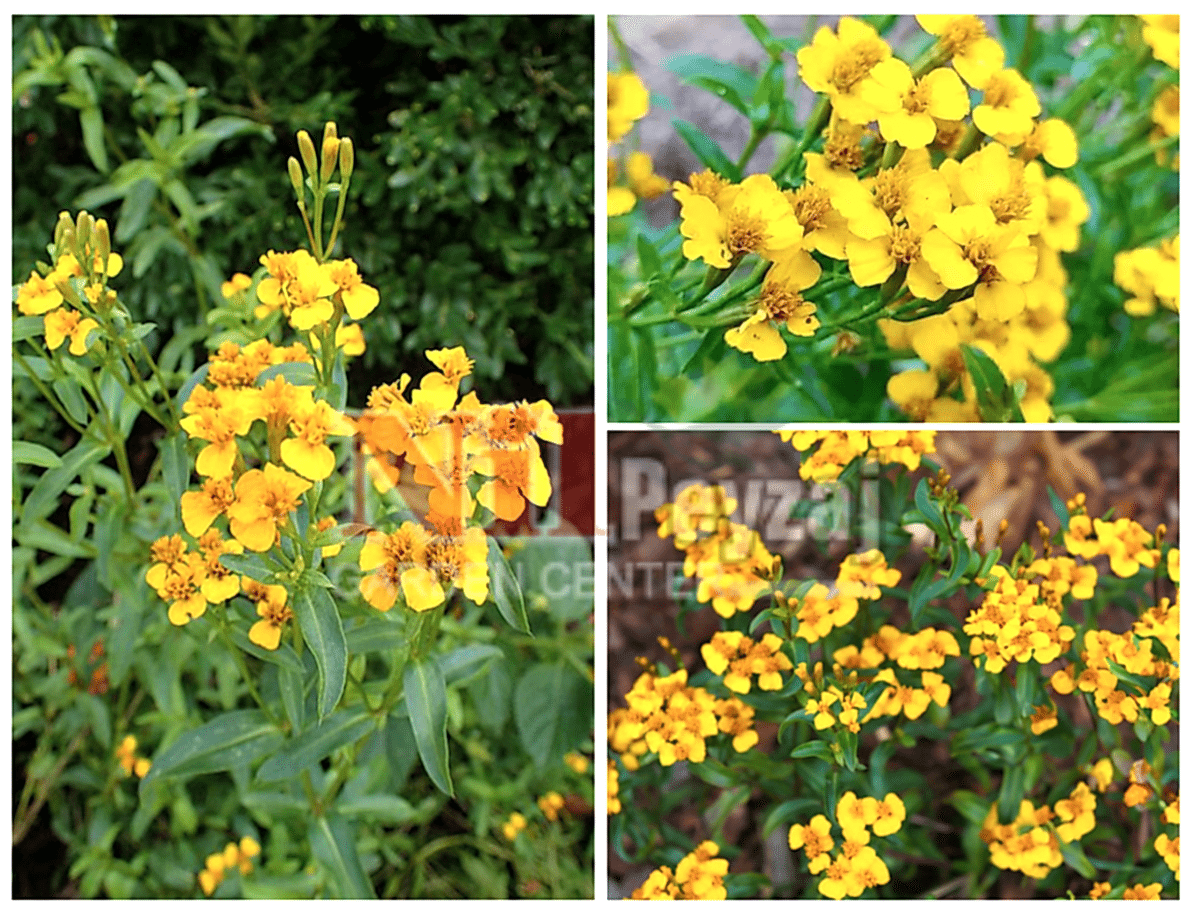 Tagetes lucida / Meksika Kadife Çiçeği