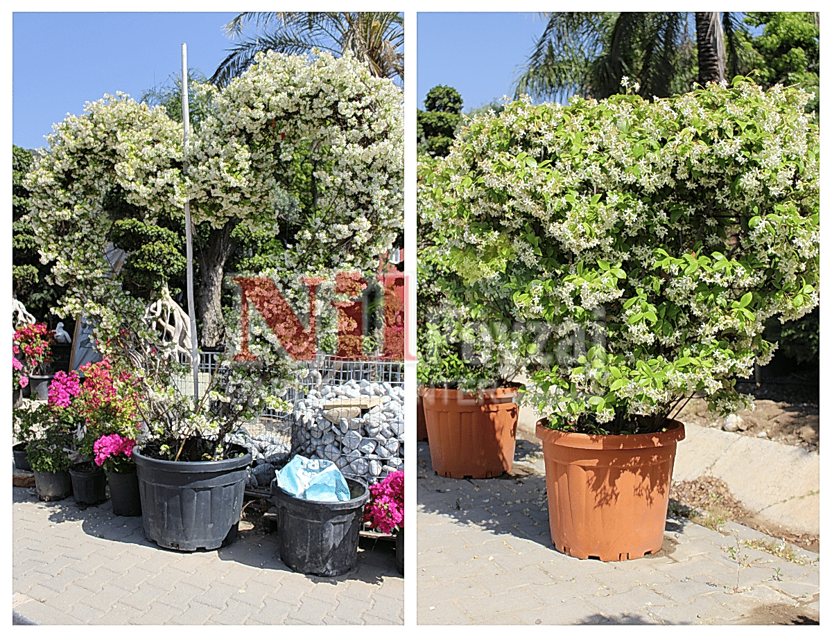 Rhyncospermum jasminoides – Yıldız Çiçekli (Osmanlı) Yasemin