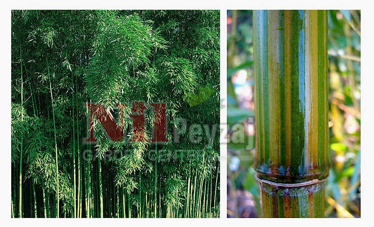 Phyllostachys violascens