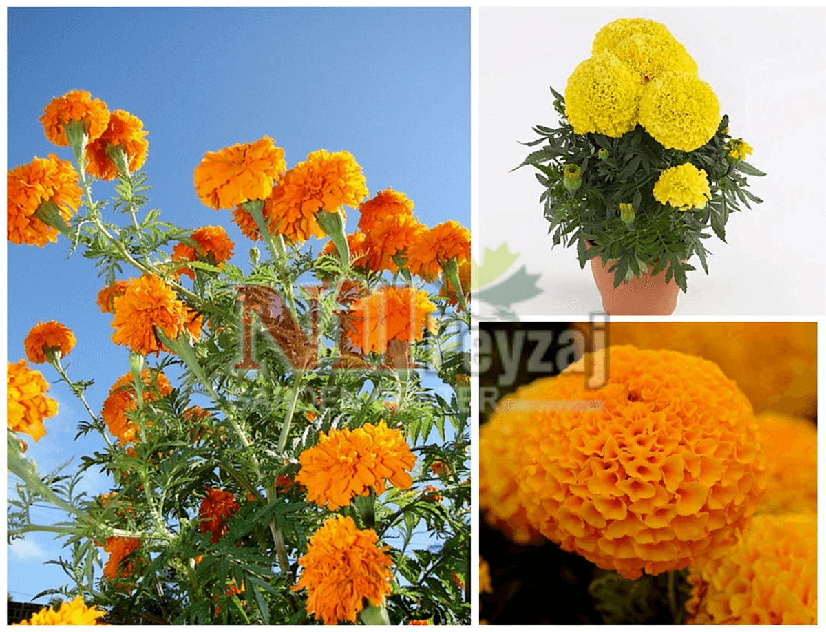 Tagetes erecta ‘Antigua’