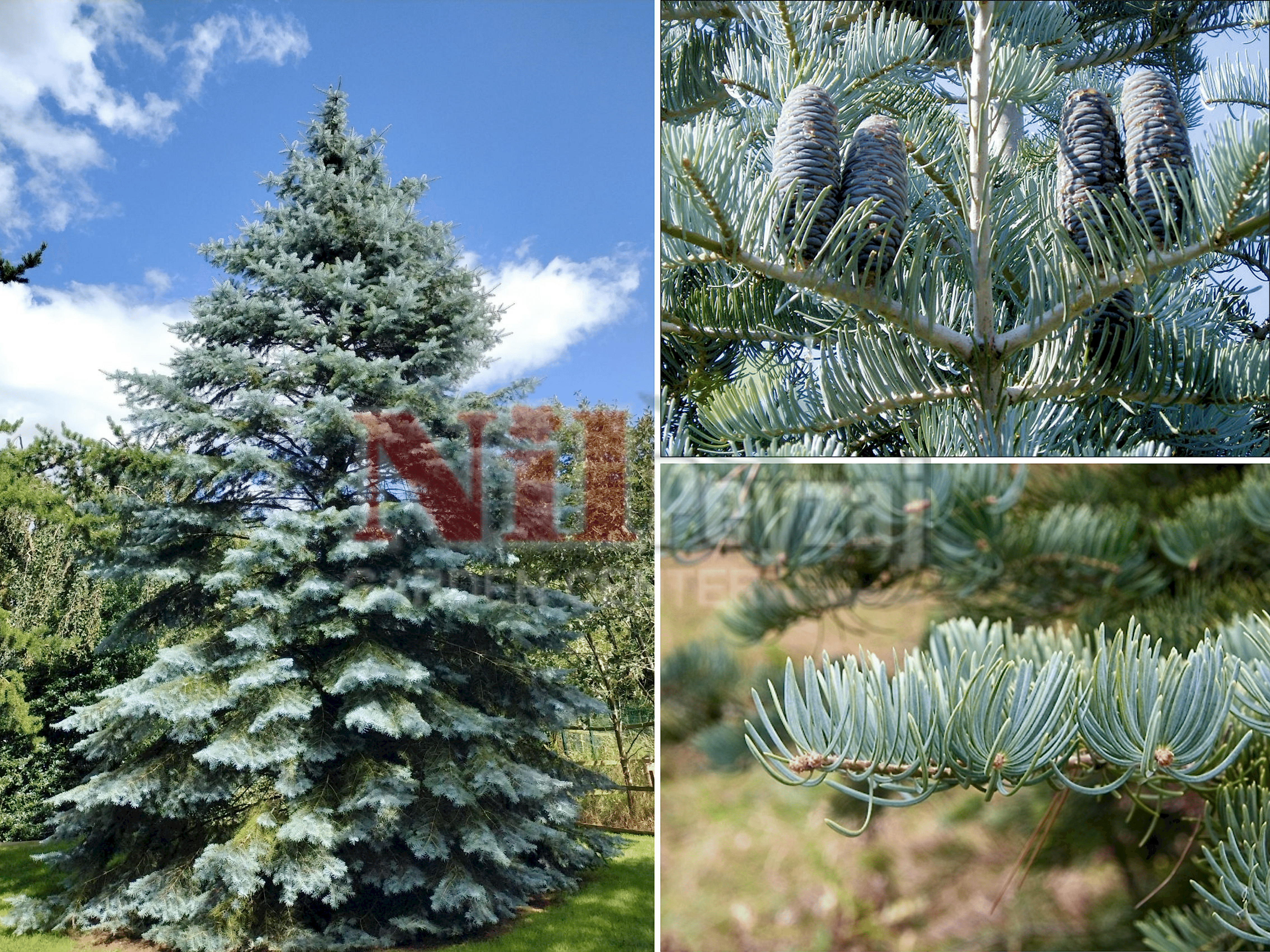 Abies concolur / Gümüş Göknar