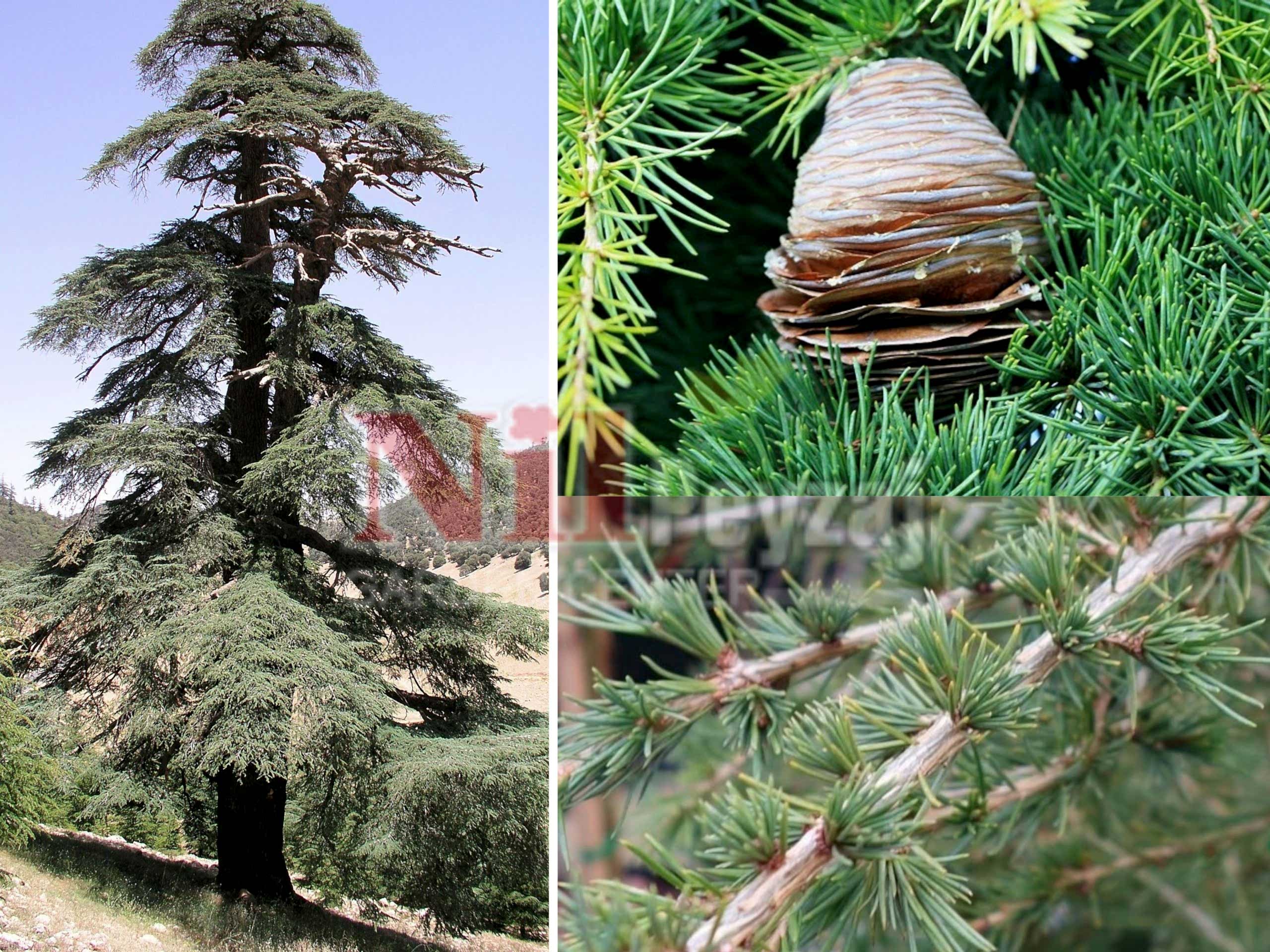 Cedrus libani  / Lübnan Sediri