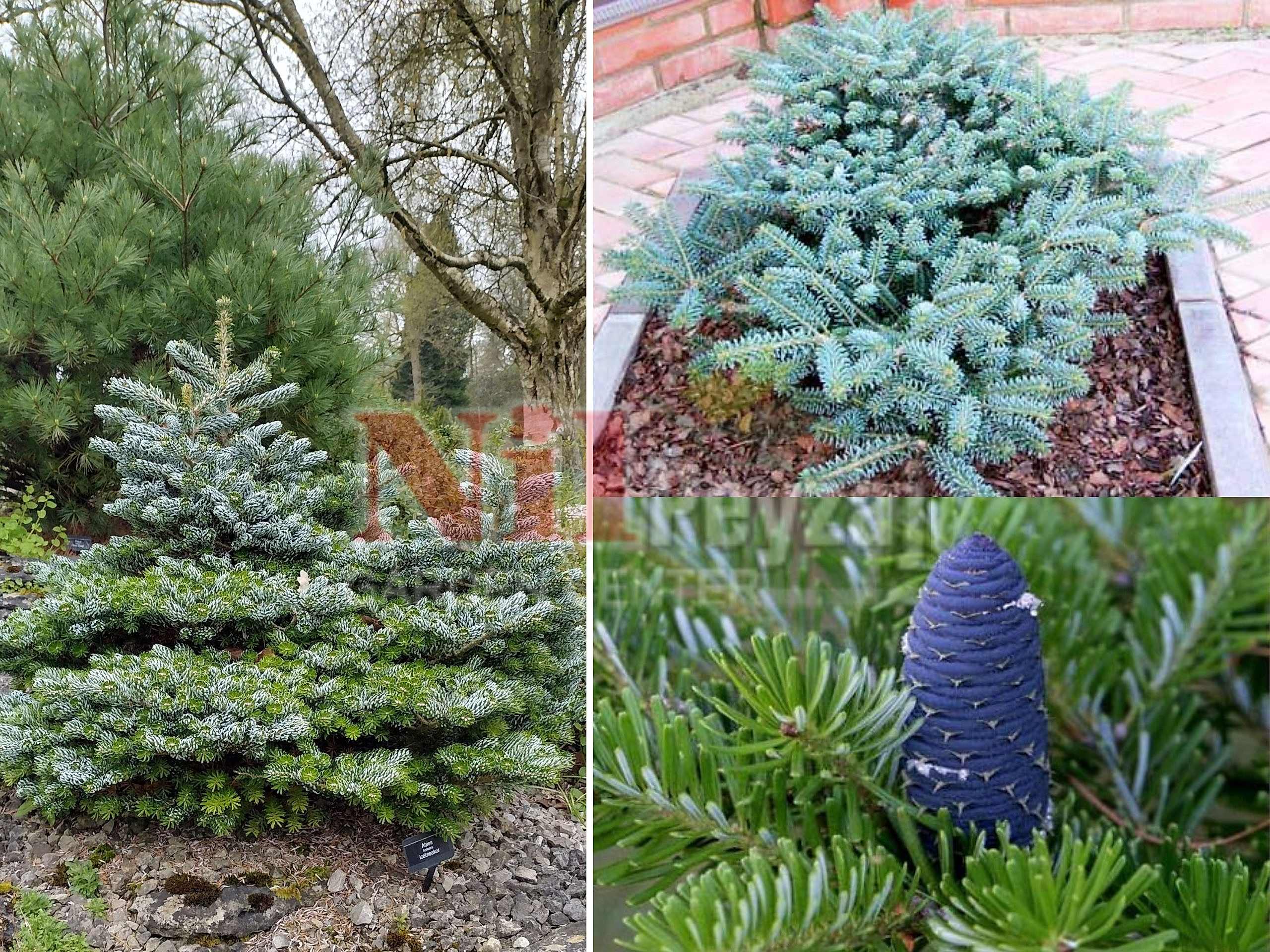 Abies koreana blue emperor / Bodur mavi kore göknarı