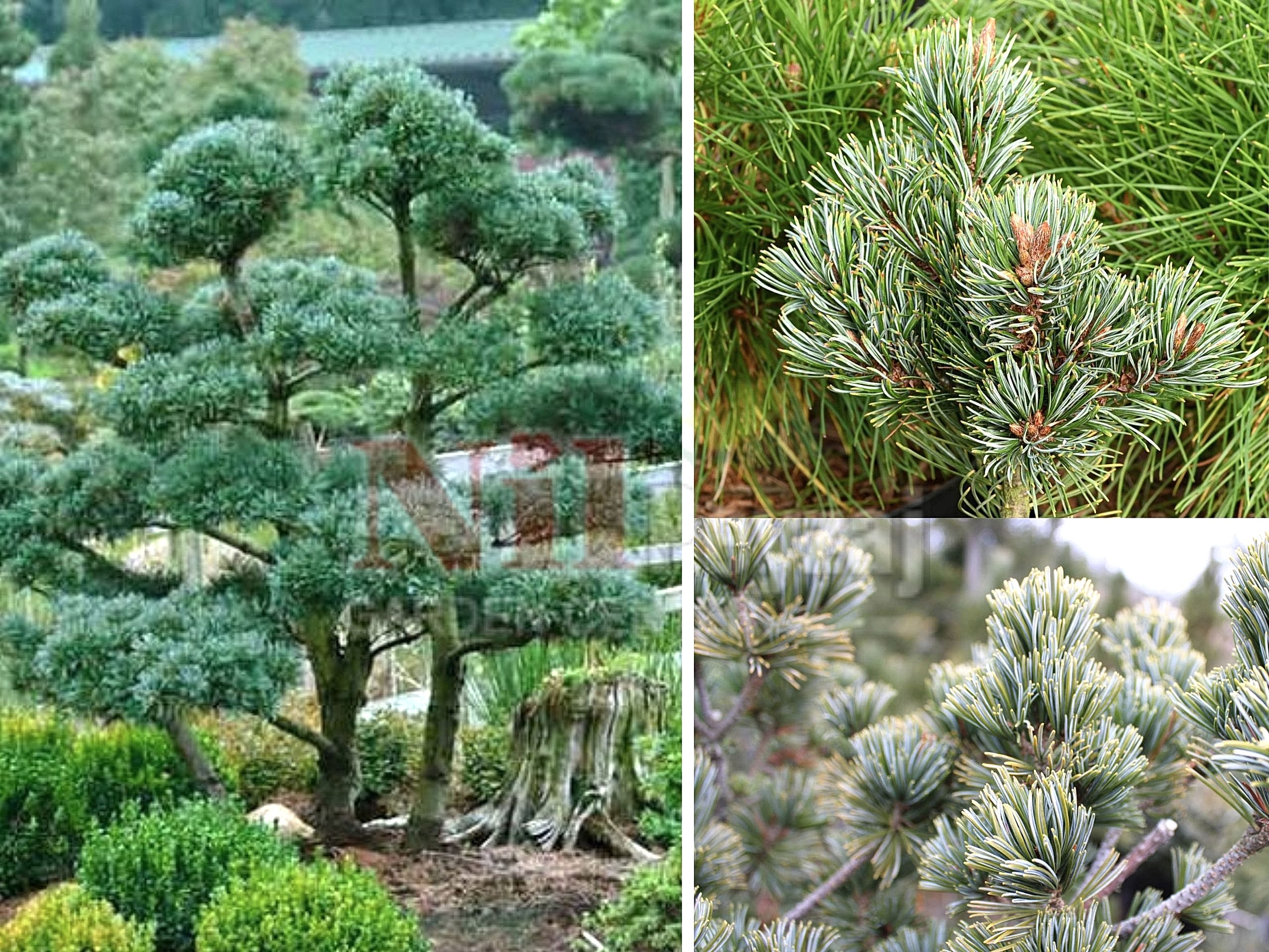 Pinus parviflora / Japon beyaz çamı