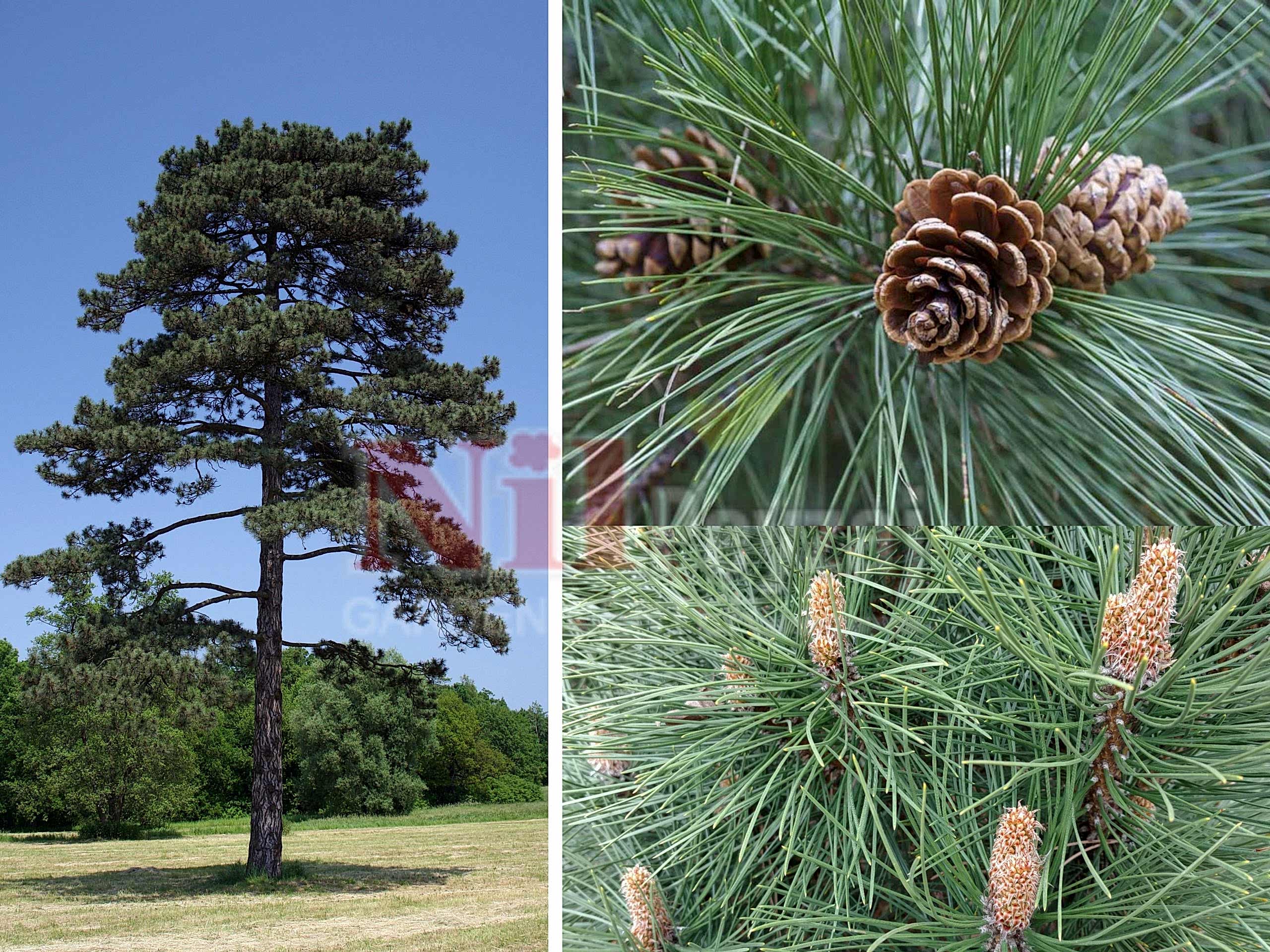 Pinus nigra / Karaçam