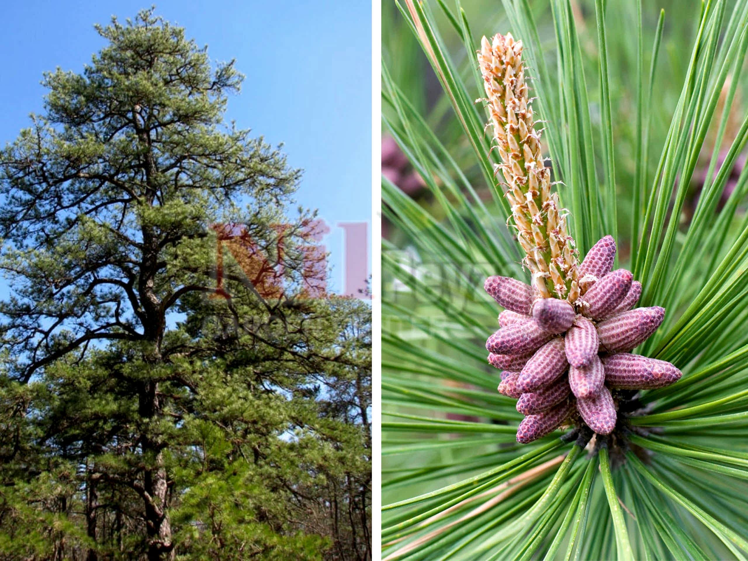 Pinus rigida / Katran Çamı