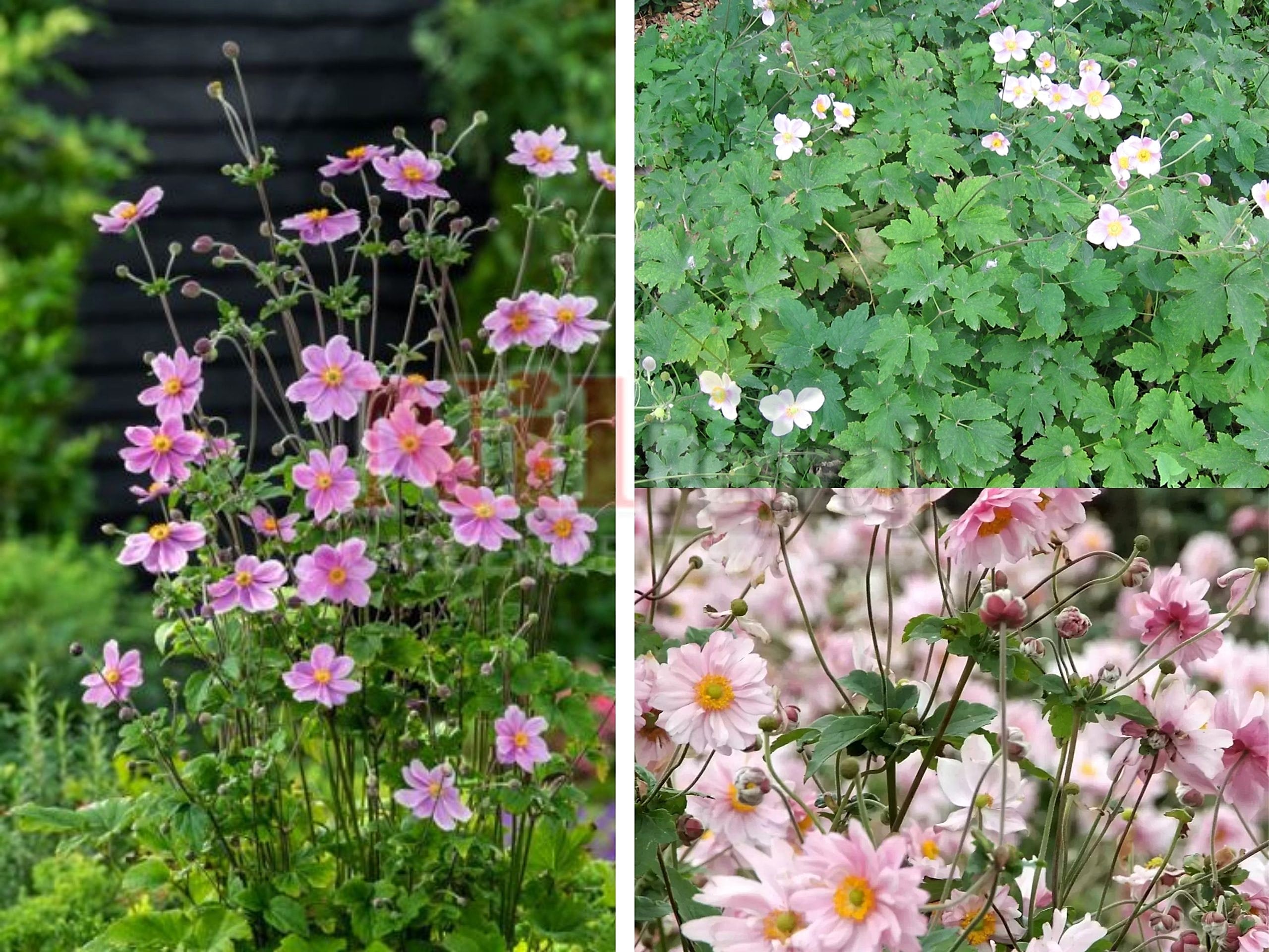 Anemone hybrida