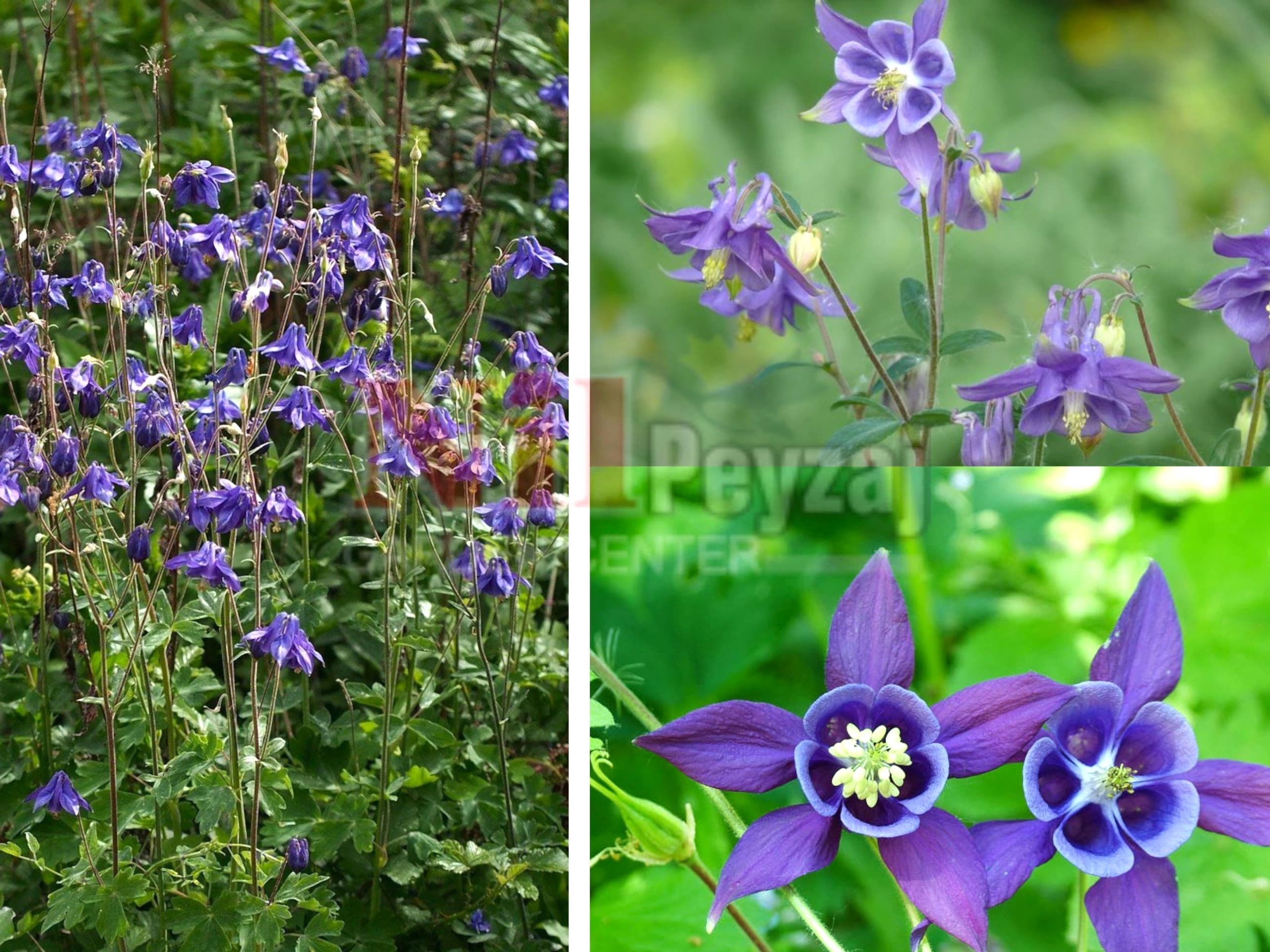 Aquilegia vulgaris / Haseki Küpesi